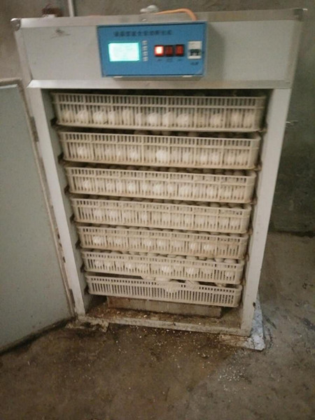 瑞泰孵化機
